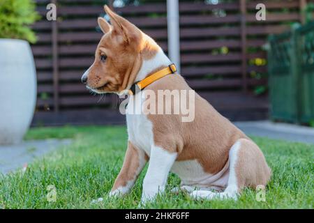 Basenji chiot assis dans la cour et regardant sur le côté Banque D'Images