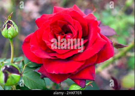 Rose 'Royal William' (rosa) plante d'arbuste à thé hybride à fleurs d'été avec une fleur rouge d'été, image de stock photo Banque D'Images