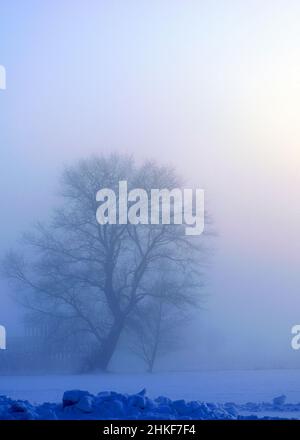 beau brouillard le matin, soleil à travers le brouillard, silhouettes d'arbres et de branches, paysage d'hiver, flou brouillard fumé arrière-plan Banque D'Images