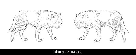 Pack de loups à la chasse. Modèle numérique pour livre de coloriage avec prédateurs. Banque D'Images
