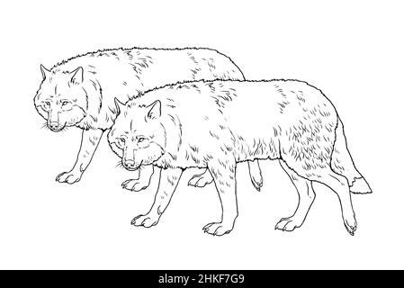 Pack de loups à la chasse. Modèle numérique pour livre de coloriage avec prédateurs. Banque D'Images