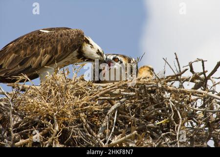 Une balbue adulte, Pandion haliatus, qui nourrit un mineur sur son nid Banque D'Images