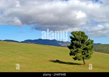 Paysage, Swartberg, province du Cap occidental, Afrique du Sud Banque D'Images