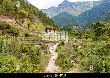 Paysage rural avec rizières dans une vallée près de Punakha dans le centre du Bhoutan, Asie Banque D'Images