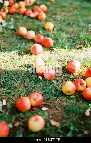 Les pommes rouges mûres reposent sur l'herbe verte Banque D'Images