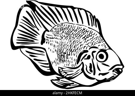 vecteur noir et blanc contour beau perroquet de poisson d'aquarium Banque D'Images