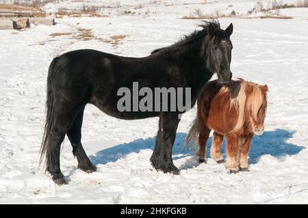 Un cheval à manteau noir et un poney shetland, ensemble sur le côté dans une prairie enneigée en hiver Banque D'Images