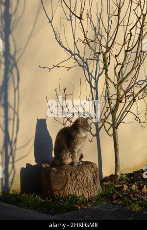 Chat assis sur un bloc de bois au soleil, la lumière projetant l'ombre de sa silhouette sur un mur, format vertical Banque D'Images