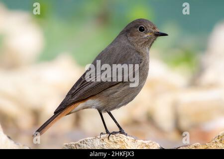 redstart noire femelle (Phoenicurus ochruros) perchée sur un rocher à côté d'un ruisseau avec un fond de lumière déphosed Banque D'Images