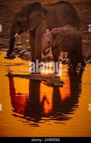 Namibie, région de Kunene, Parc national d'Etosha, camp de Halali, famille des éléphants de savane africains (Loxodonta africana) au trou d'eau de Moringa au coucher du soleil Banque D'Images