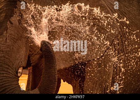 Namibie, région de Kunene, Parc national d'Etosha, camp de Halali, Portrait d'un éléphant de savane africaine (Loxodonta africana) au trou d'eau de Moringa au coucher du soleil Banque D'Images
