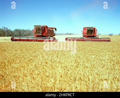 Australie.Récolte de blé.Deux moissonneuses-batteuses. Banque D'Images