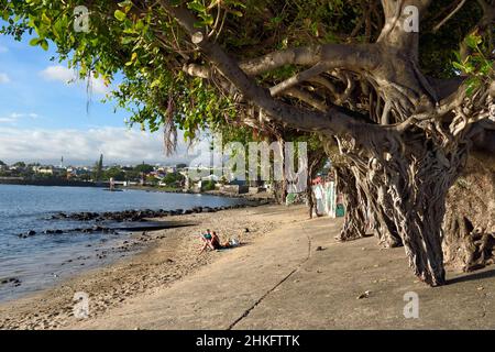 France, Ile de la Réunion (département français d'outre-mer), Saint Pierre, extrémité sud du lagon de Saint-Pierre, à un endroit appelé Terre Sainte, banyan fig ou banyan indien (Ficus benghalensis) Banque D'Images