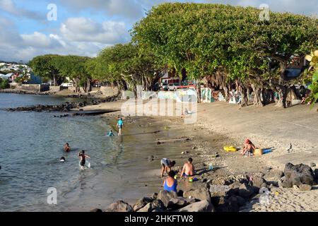 France, Ile de la Réunion (département français d'outre-mer), Saint Pierre, extrémité sud du lagon de Saint-Pierre, à un endroit appelé Terre Sainte, banyan fig ou banyan indien (Ficus benghalensis) Banque D'Images