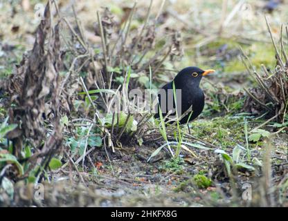 Mâle commun blackbird (Turdus merula) à la recherche de nourriture dans un jardin en hiver Banque D'Images