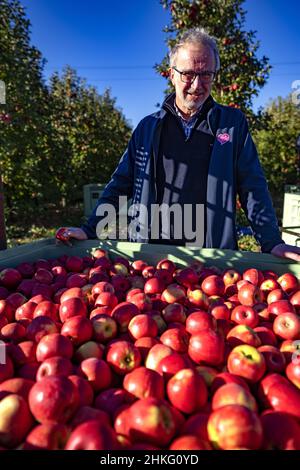 France, Herault, Saint Just, cofruid'oc est une coopérative de production de pommes Pink Lady, GM Didier Crabos Banque D'Images