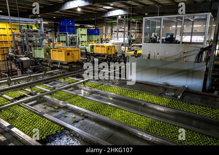 France, Herault, Saint Just, cofruid'oc est une coopérative de production de pommes Granny Smith Banque D'Images