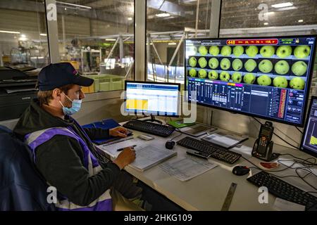 France, Herault, Saint Just, cofruid'oc est une coopérative de production de pommes Granny Smith Banque D'Images