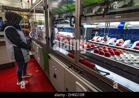 France, Herault, Saint Just, cofruid'oc est une coopérative de production de pommes Pink Lady Banque D'Images