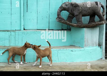 Bénin, Cotonou, ville flottante de Ganvie Banque D'Images
