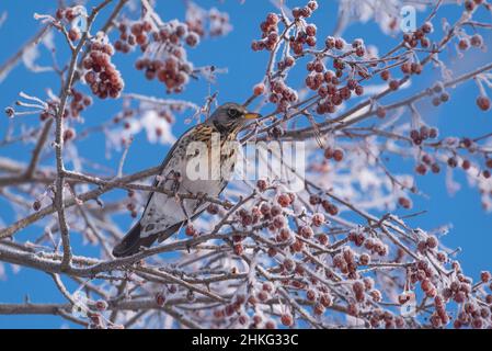 Magnifique fiorf de grive d'oiseau brillant (Turdus pilaris) sur une branche d'un pommier sauvage avec du givre et de petites baies rouges contre un ciel bleu en wi Banque D'Images