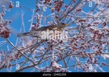 Magnifique fiorf de grive d'oiseau brillant (Turdus pilaris) sur une branche d'un pommier sauvage avec du givre et de petites baies rouges contre un ciel bleu en wi Banque D'Images