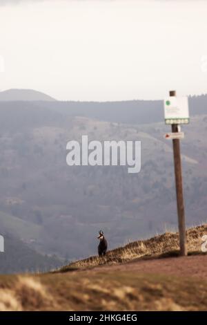 La chèvre sauvage de chamois dans les montagnes des Vosges en France culpe au milieu d'un sentier de randonnée Banque D'Images