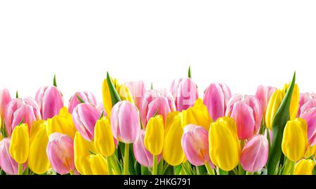 Bordure de tulipes rose et jaune isolée sur fond blanc.Fête des mères, fête de la Saint-Valentin, célébration d'anniversaire, contexte de la Journée internationale de la femme. Banque D'Images