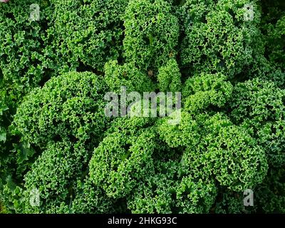 Un gros plan de la plante kale ( Brassica oleracea) dans le potager fait en novembre quand le kale est en pleine feuille, avec des couleurs vert et vert foncé Banque D'Images