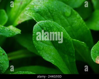 Macro de gouttes de pluie sur une feuille de laitue d'agneau (Valerianella locusta) en novembre dans le potager, avec des couleurs vert et vert foncé Banque D'Images