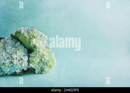 Bouquet de fleurs de trois grandes hortensias blanches et bleues sur fond bleu sarcelle. Mise au point sélective avec arrière-plan flou. Banque D'Images