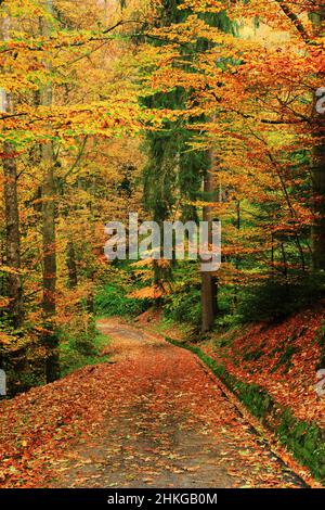 Route en forêt aux couleurs de l'automne Banque D'Images