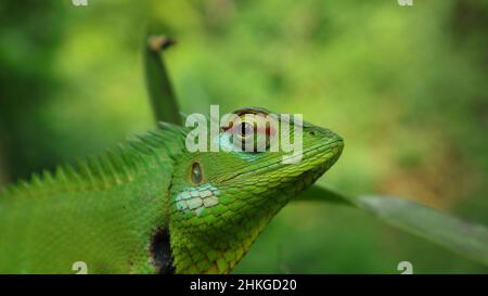 Une tête de lézard de jardin oriental vert, très gros plan Banque D'Images