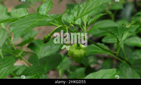 Gros plan d'une branche de piment de Naga Morich avec une fleur et des pointes de croissance Banque D'Images