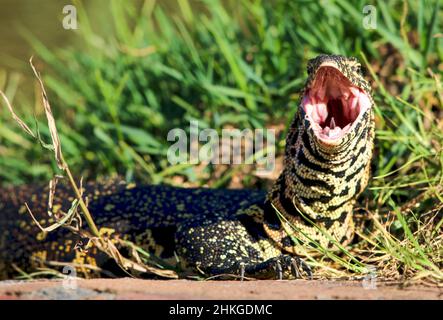 Yauvents Nile Monitor Lizard, Parc national Kruger Banque D'Images