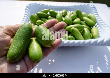 Femme tenant des gourdes d'Ivy ou de scarlet connu sous le nom de Tindora ou de Ghola, légumes verts du climat tropical légumes asiatiques indiens vue de dessus.Végétarien Banque D'Images