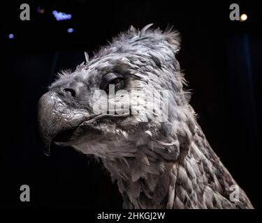 Leavesden, Royaume-Uni - janvier 9th 2022 : Buckbeak exposé lors de la tournée Making of Harry Potter aux studios Warner Bros. De Leavesden, près de Londres, Royaume-Uni. Banque D'Images