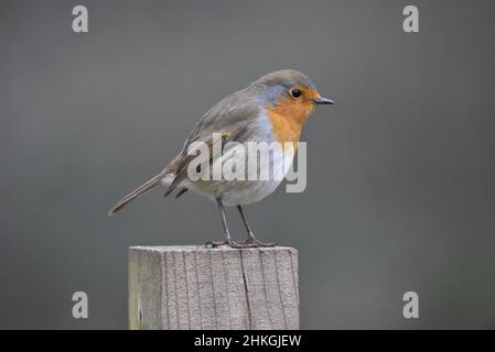 Gros plan Portrait à droite d'un Robin européen (erithacus rubecula) perché au sommet d'un poteau en bois au milieu du cliché, sur fond gris Banque D'Images