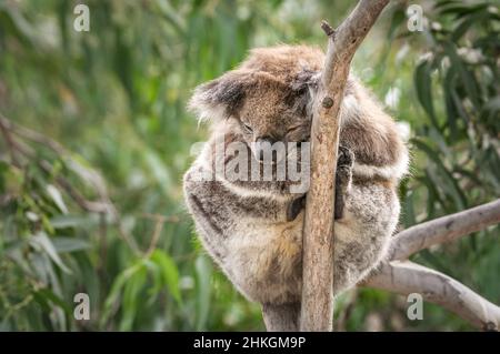 Koala dormant dans un petit eucalyptus. Banque D'Images