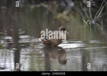 Femelle Canard colvert (Anas platyrhynchos) éclaboussant dans un étang ondulé avec une chaîne de gouttelettes d'eau accrochant de Beak, en Angleterre, au Royaume-Uni en janvier Banque D'Images