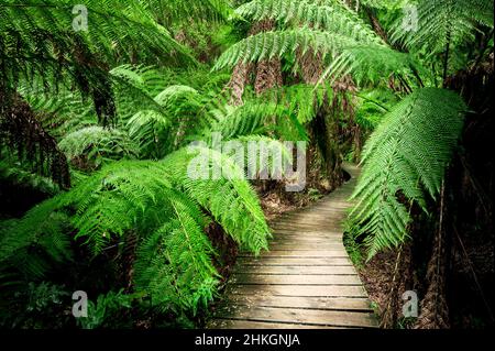 Célèbre promenade à travers la forêt tropicale tempérée à Maits Rest dans le parc national de Great Otway. Banque D'Images