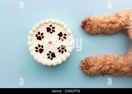 Chien avec gâteau d'anniversaire à imprimé patte et bougie d'anniversaire Banque D'Images