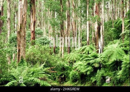 Ancienne forêt tempérée dans le parc national de Yarra Ranges. Banque D'Images