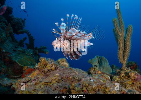 Un poisson rouge envahissant (Scorpaenidae) sur le récif au large de l'île néerlandaise des Caraïbes, au large de Sint Maarten Banque D'Images