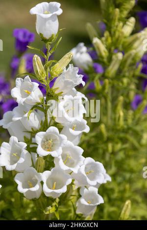 Merveilleux Canterbury Bells blanc et lilas Banque D'Images