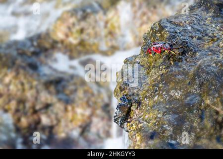 Un crabe rouge assis dans le surf à Playa de la Salemera avec de grandes vagues dans l'est de La Palma, Espagne près de Mazo Banque D'Images