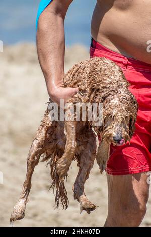 Le chien mouillé est transporté par le propriétaire sur la plage Banque D'Images