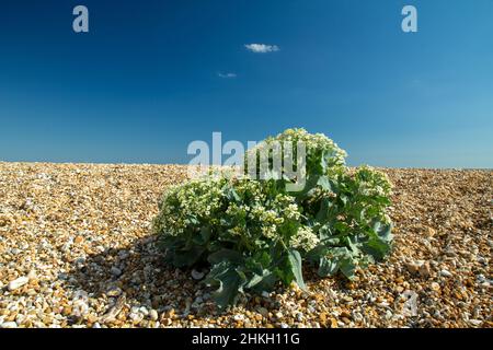 Plante de Sea Kale poussant en galets sur une plage de galets avec ciel bleu clair et petit nuage de wispy. Banque D'Images