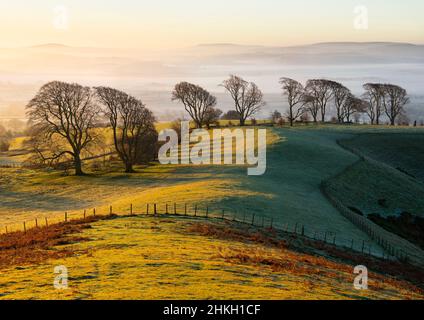 Lever du soleil sur Linley Hill avec son avenue de hêtre mûrs, Shropshire. Banque D'Images