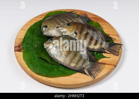 Poisson frais cru Kari meen Pearl placé dans une feuille de macaranga peltata ou vattayila placé sur une base en bois. Banque D'Images